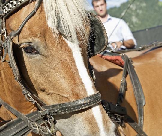 Pferd des Reitstalls FinkenbergerSattel in Finkenberg
