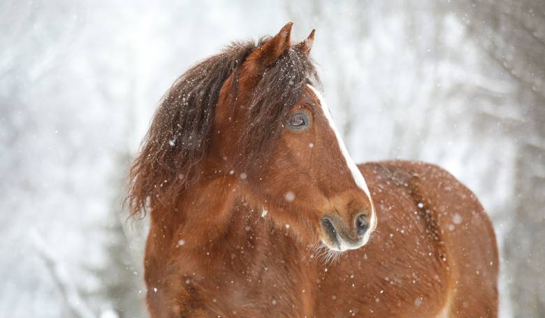 Pferd im Schnee