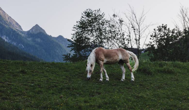 Pferd am grasen in den Bergen