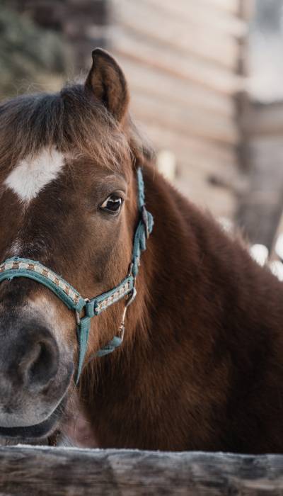 Pferd für die Pferdekutschenfahrt in Mayrhofen im Zillertal