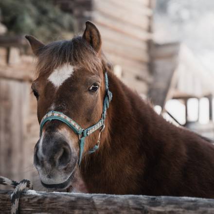 Pferd für die Pferdekutschenfahrt in Mayrhofen im Zillertal