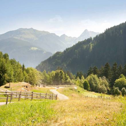 Natur und Koppel beim Reitstall FinkenbergerSattel in Finkenberg