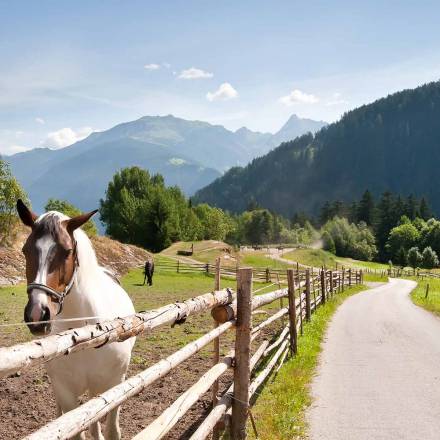 Pferd auf der Koppel beim Reitstall FinkenbergerSattel in Finkenberg