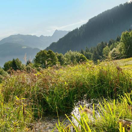 Natur beim Reitstall FinkenbergerSattel in Finkenberg