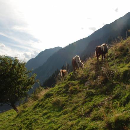 Pferde auf der Weide im Zillertal