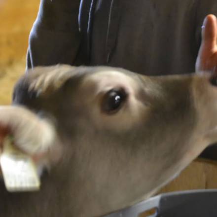 Kalb der Landwirschaft, GrasbergAlm in Finkenberg