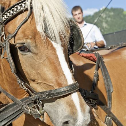 Pferd des Reitstalls FinkenbergerSattel in Finkenberg