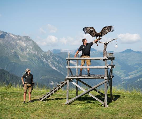 Greifvogelvorführung auf der Adlerbühne am Ahorn in Mayrhofen im Zillertal