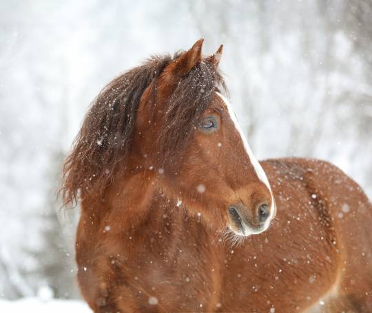 Pferd im Schnee
