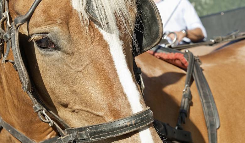 Pferd des Reitstalls FinkenbergerSattel in Finkenberg