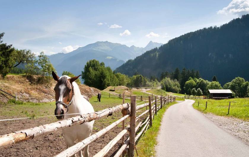 Pferd auf der Koppel beim Reitstall FinkenbergerSattel in Finkenberg