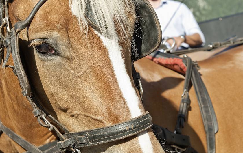 Pferd des Reitstalls FinkenbergerSattel in Finkenberg