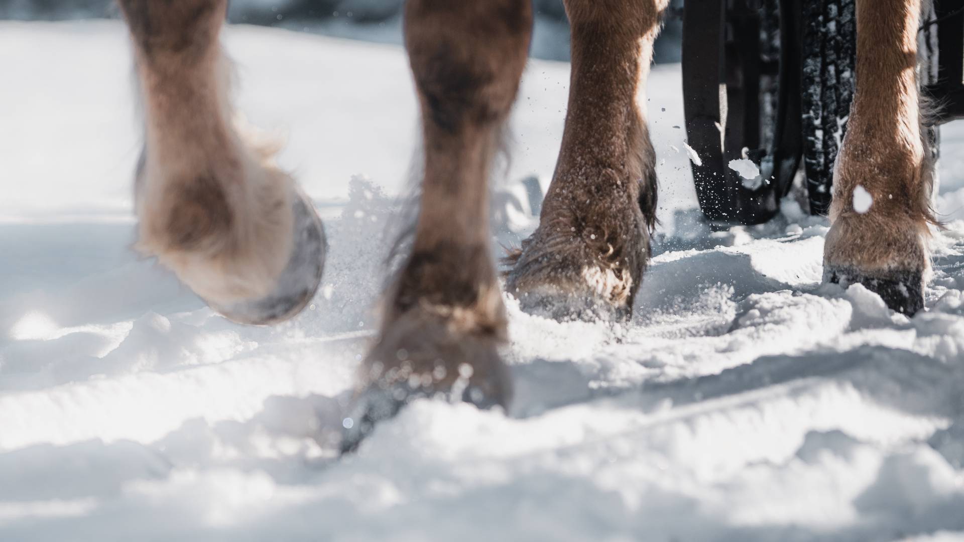 Pferdeschlittenfahrt im Winter