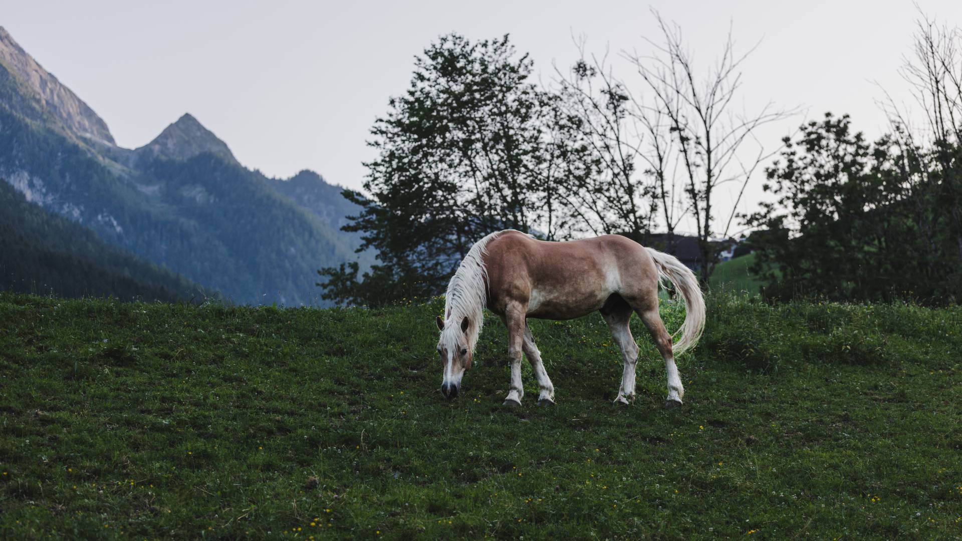Pferd am grasen in den Bergen