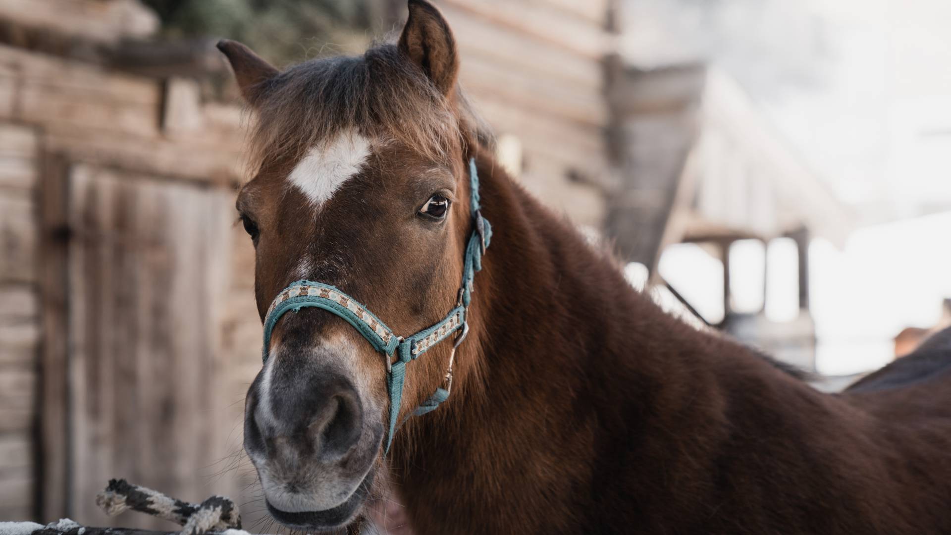 Pferd für die Pferdekutschenfahrt in Mayrhofen im Zillertal