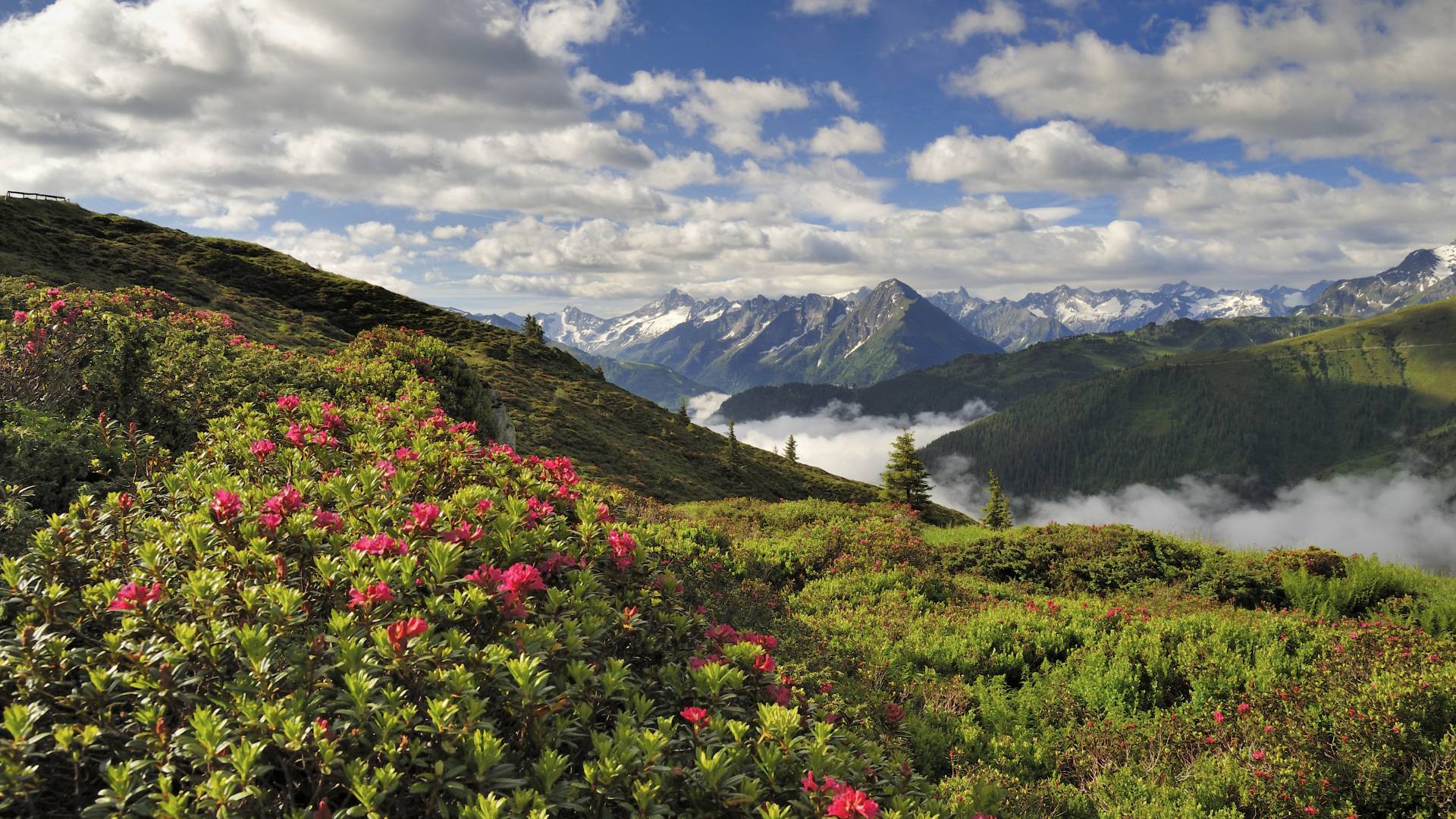 Landschaft in den Zillertaler Alpen im Sommer