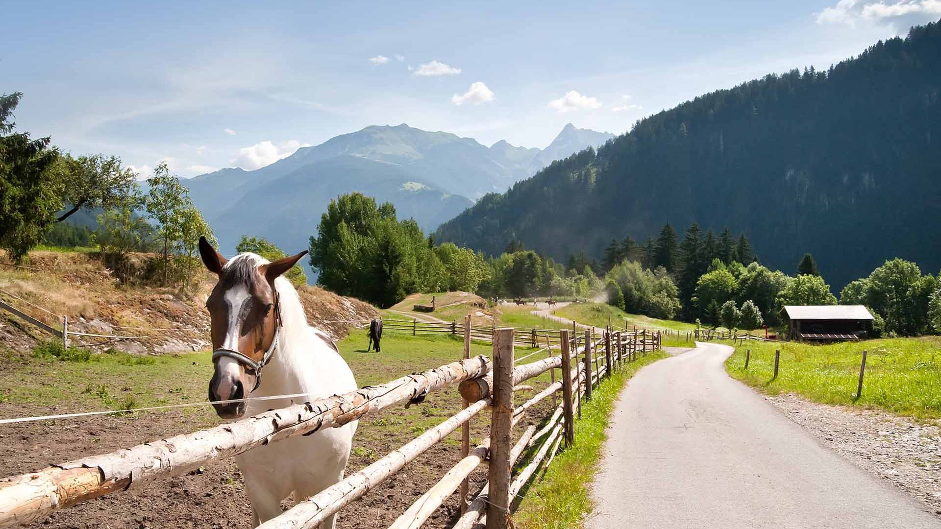 Pferd auf der Koppel beim Reitstall FinkenbergerSattel in Finkenberg
