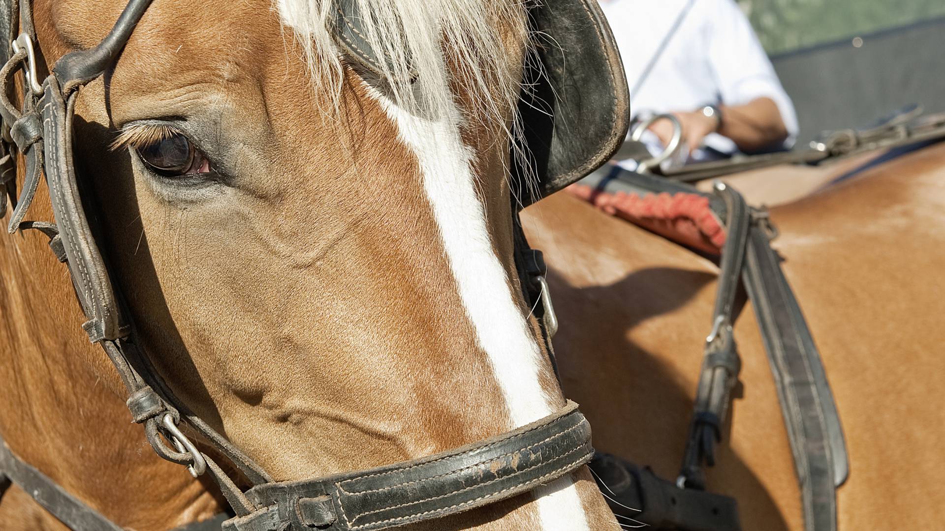 Pferd des Reitstalls FinkenbergerSattel in Finkenberg