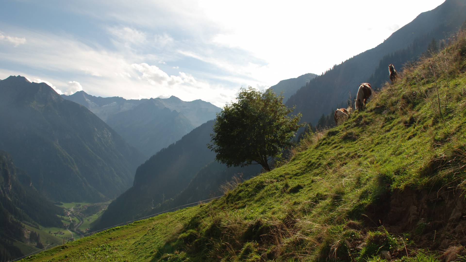 Almlandschaft Grasbergalm Finkenberg